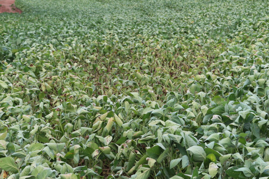 estiagem-preocupa-produtores-e-impacta-lavouras-na-regiao